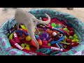 21 Hours of Dogs Playing at Daycare 🐶 Anti Anxiety Music for Dogs 🎵 Videos for Dogs to Watch Dog TV