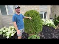 Matthew's Ohio Zone 6 Garden Tour! :: The Hydrangea Hedge is GORGEOUS!