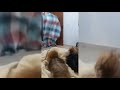 Two Cute Dogs Started Fighting After Their Owner Made The What The Fluff Challenge