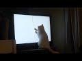 Athena playing with Cat TV String