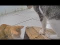 Funniest Cats and Dogs 😍 Funny And Cute Animal Videos 2024 😆