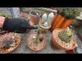 How to SAVE Your Rotting Cactus!