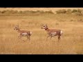 Yellowstone National Park 4K - Inspiring Cinematic Music With Scenic Relaxation Film