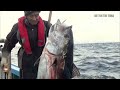 The Legendary Fisherman Hidekatsu Yamamoto!The struggle for the miraculous tuna!BET ON THE TUNA Ep.1