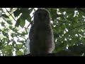 ✊🦉barred owl feeds young