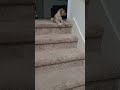 Dane puppy learning to use stairs.#Danes,#puppies, #stairs
