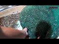 Amazing commercial shrimp fishing on the sea - Lots of shrimp are caught on the boat #04