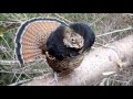 My Pet Grouse March 28, 2013