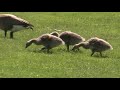 🌞Fat and Fluffy Goslings TRY to FLY (with two-inch wings)!🌞
