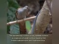 Cuckoos of the World (description, distribution and habitat along video.)