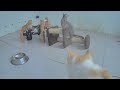 🐕 A fun day with adorable cat actions 😻🤣 Funny Animal Moments 🐕