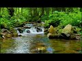 River Bubbling That Will Make You Sleepy In 10 Minutes, Little Birds Chirping ✦ Forest Sounds