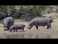 Hippopotamus at Akagera National Park, Rwanda