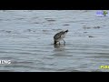 BECASA DE MAR - Hudsonian Godwit - Limosa haemastica #birds #bird #wildlife #nature