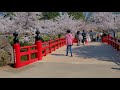 【Cherry blossoms】Hirosaki Park  (Hirosaki Castle) 2021. 日本三大桜の名所  弘前城  #4K​​​ #弘前公園​​ #桜​