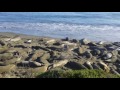 Elephant Seals on the Beach