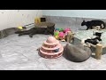 You Laugh You Lose😹Funniest Dogs and Cats 2024😻🐶