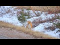 Fox hunting in P.E.I shot on Cannon T2i