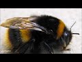 Giant Furry Bumblebees - CUTE Compilation