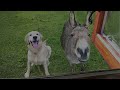 When your dog brings home a friend 🙈🤣Funniest Dog Video 2024