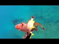 2 Fish, One Shot // Spearfishing Invasive Snapper Surrounded by Sharks