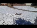 Funny Beagle Dog Snow Angel Video Denver Colorado