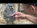 Great Gray Owl, Baby