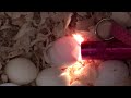 Hatching cockatiel egg chirping