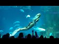 Mermaid Show L'Aquarium de Paris