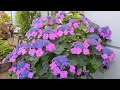 How To Grow Hydrangeas In Pots - Complete Care Guide