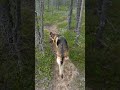 German shepherd walking forest