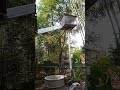 Cat cats cats...  Meow-Meow Garden Penthouse and Treehouse