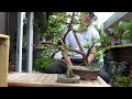 Top 5 Bonsai Beginner Species