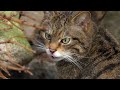 Scottish Wildcat: The Highlander Cat