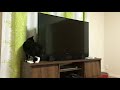 Long cat illusion behind tv - 3 minutes HD