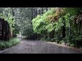 The cool sound of heavy rain | Lack of sleep due to insomnia, mind healing | Perfect rain sound ASMR