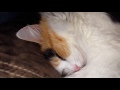 My Calico, Tinkerbell, Loudly Snoring