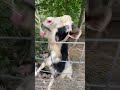 The goat Tyson makes funny noises