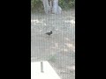Crow In My Backyard Plays With Beer Can