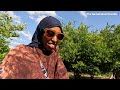 AMAZING FARM TOUR in Geeddeble 30 mins outside of HARGEISA SOMALILAND 2024