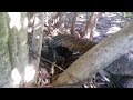 Varanus Niloticus - Wild Nile Monitor feeding on a bird