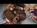 5 days old kittens doing what 5 day old kittens does best