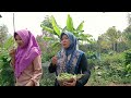 PETIK SAYUR,PISANG DAN PANEN CENGKEH DI GUNUNG @NiaHermanto