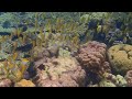 Double-barred Rabbitfishes of Siete Picados