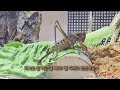 The Process Of Making Friends With a Katydid (Bush Cricket)