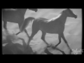 Arabians - ᴀᴛ ғɪʀsᴛ sɪɢʜᴛ