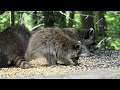 Raccoon Family, Parc Omega