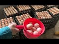 Collecting Chicken Eggs - How to Raise Chickens for Eggs.