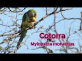 🦜8 LOROS y sus CANTOS🎵 COTORRA ARGENTINA/ CATITA#birds #shorts #youtubeshorts #cotorra