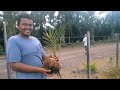 HASIL BUAH NANGKA MADU HYBRID J33 & PRUNING POKOK DI LADANG MOKTAR AQUACULTURE